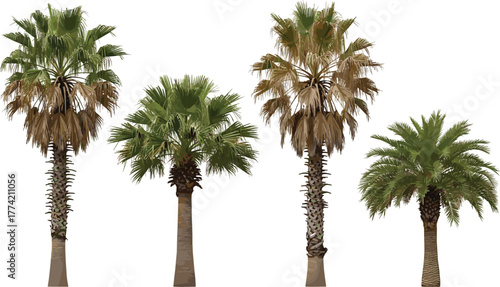 Palm Tree Collection Diverse Array of Tropical Greenery for Design and Backgrounds