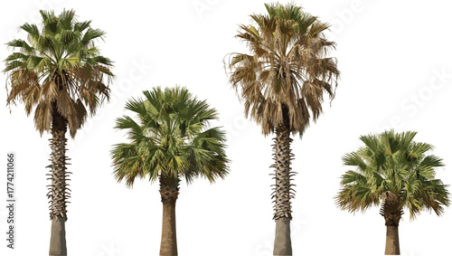 Diverse Palm Trees A Collection of Tropical Flora in Varying Stages of Growth and Health