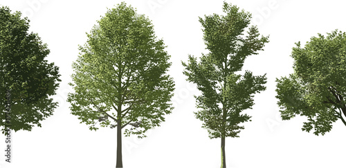 Variety of Green Trees Collection of Leafy Trees Isolated on a White Background