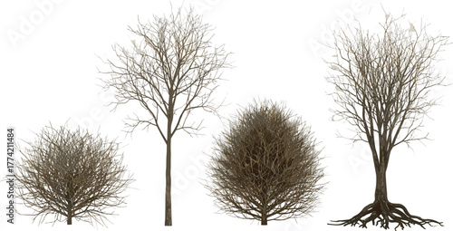 Isolated collection of bare deciduous trees and shrubs, showcasing intricate branch structures and roots. Perfect for winter landscape design and architectural visuals