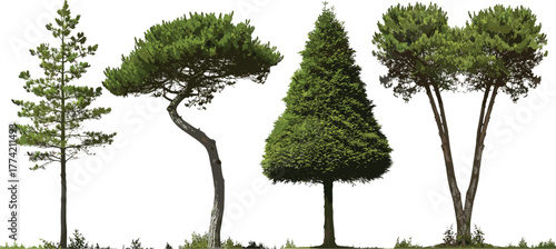 A collection of diverse evergreen trees, showcasing various shapes and sizes against a white background, perfect for landscaping and design inspiration