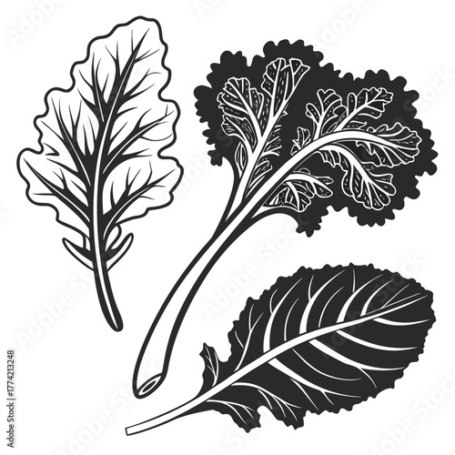 Stylized illustration of kale leaves and stems on black background