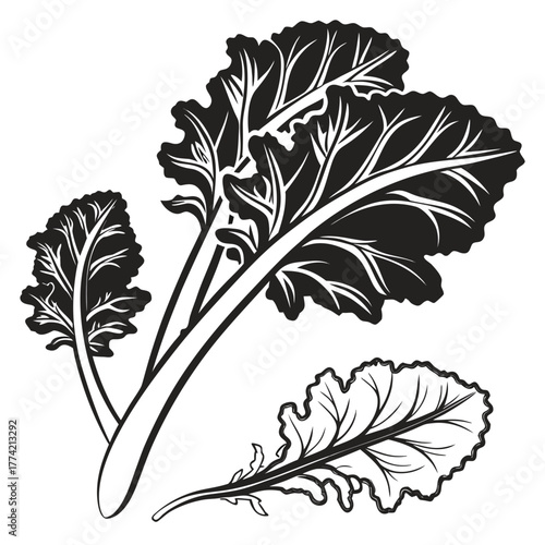 Stylized black and white illustration of kale leaves