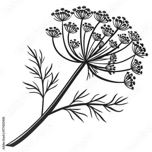 Stylized black and white illustration of a dill flower