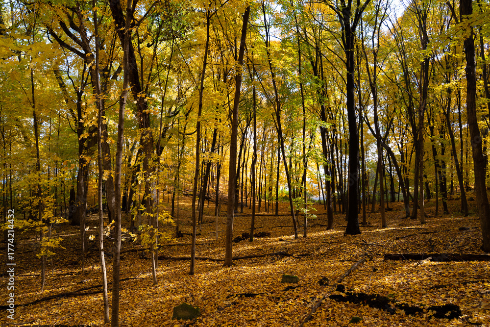 Obraz premium Scenic forest showcasing vivid autumn foliage