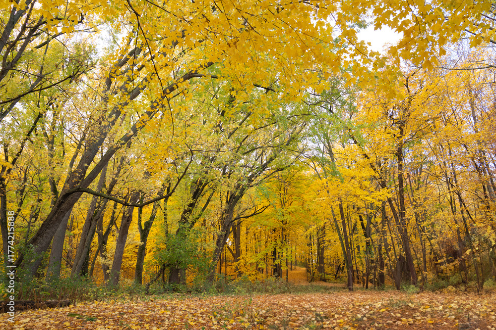 Fototapeta premium Forest filled with vibrant autumn leaves on trees