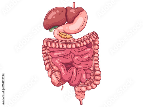 human digestive system including stomach, liver, gallbladder, pancreas, small intestine, large intestine, and rectum. Perfect for medical education, studies, healthcare materials, etc