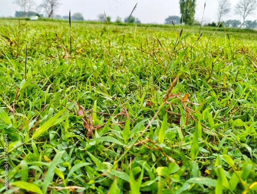 Wild grass on the outdoor field is maintained for soccer matches.