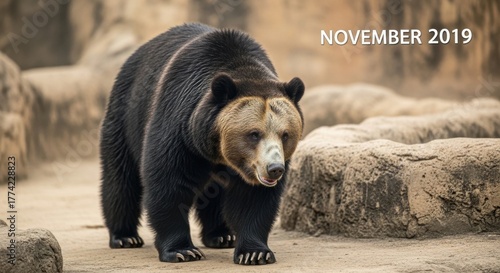 Majestic spectacled bear strides confidently against a rocky backdrop in a vibrant zoo exhibit