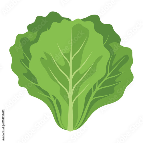 Fresh green lettuce head, healthy and nutritious vegetable.