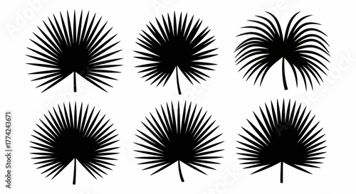 Tropical Fan Palm Leaf Vector Silhouettes Exotic Botanical Elements