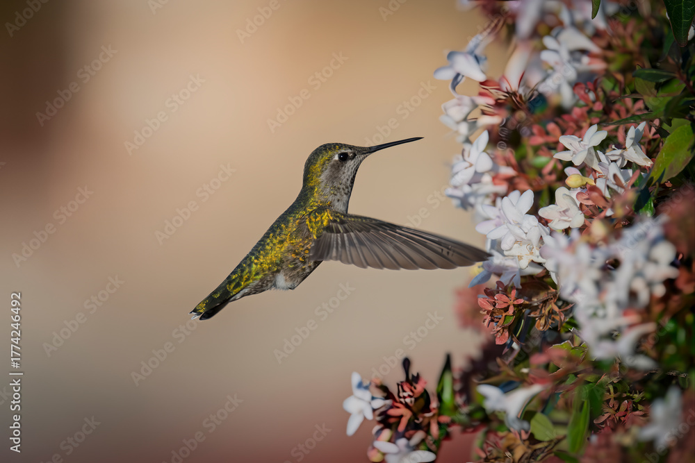 Fototapeta premium Anna’s Hummingbird Hovering Beside Blooming White and Pink Flowers