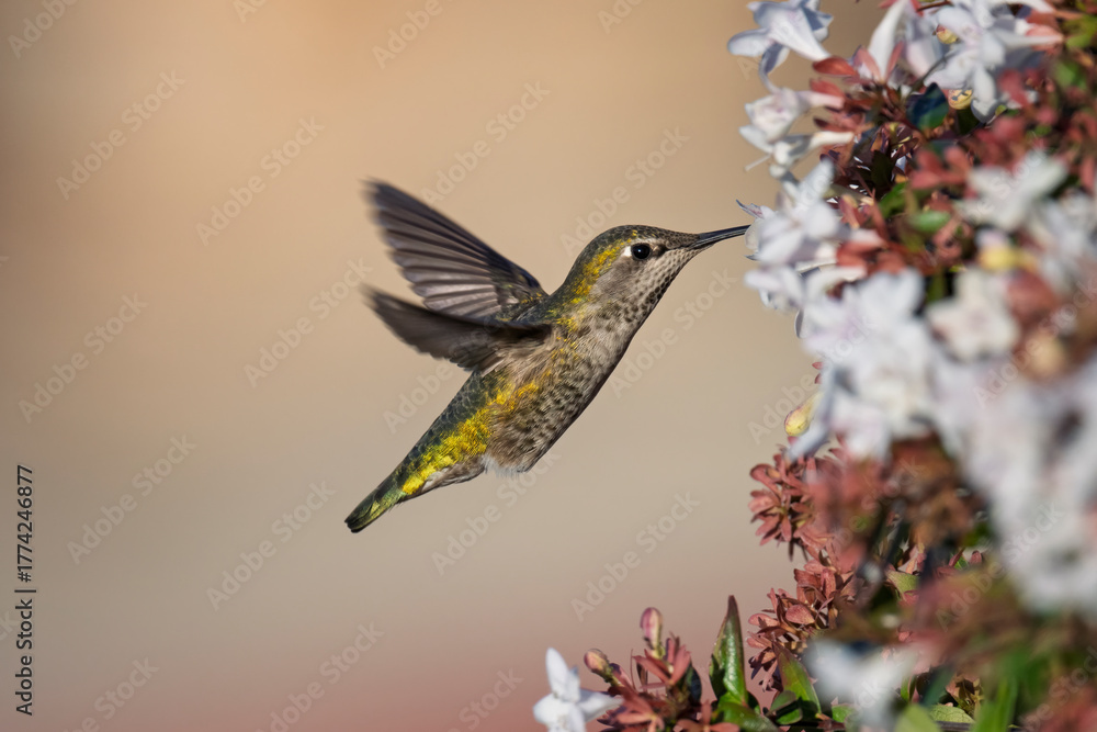 Fototapeta premium Anna’s Hummingbird Hovering Beside Blooming White and Pink Flowers