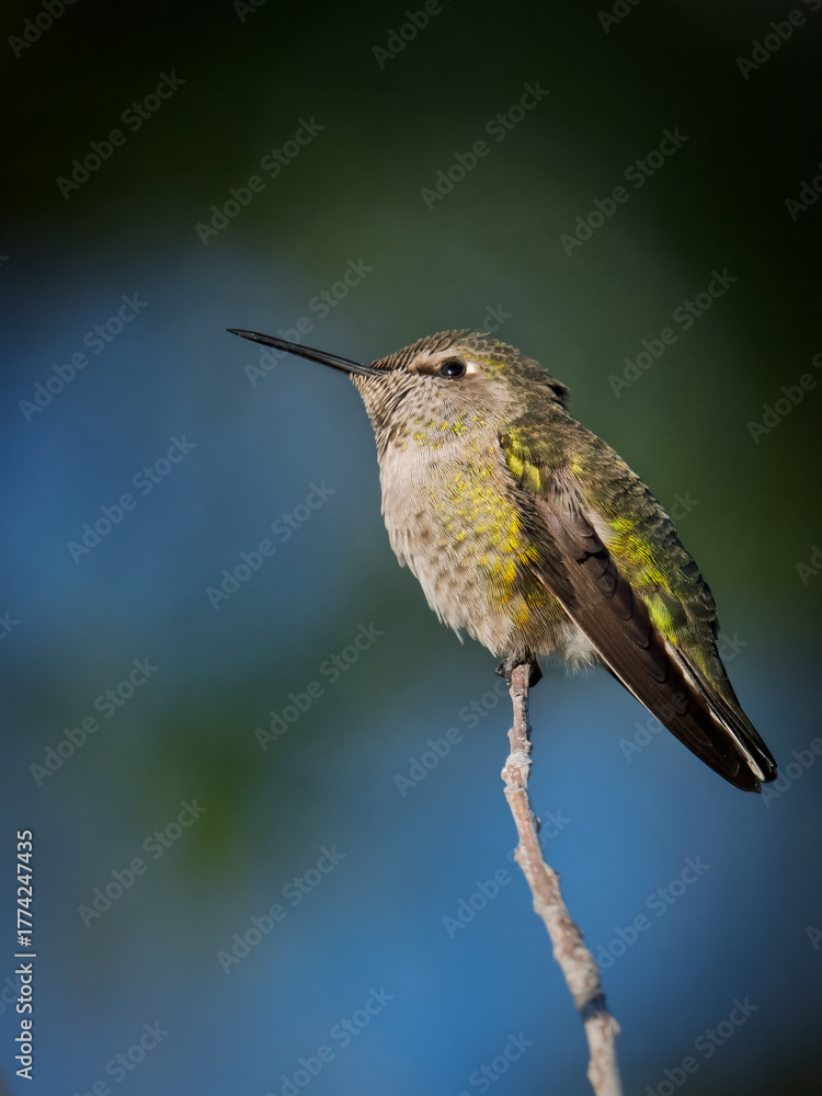 Obraz premium Anna’s Hummingbird perched on a tip of the tree branch