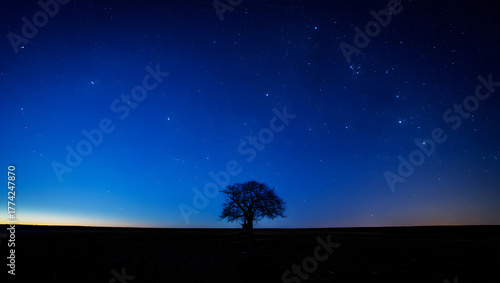Solitary bare tree silhouetted against a deep blue starry night sky stars