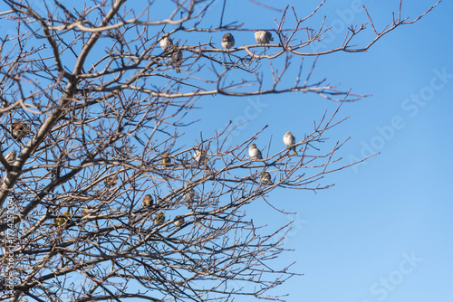 Fotomural Birds Perched on Tree Branches.