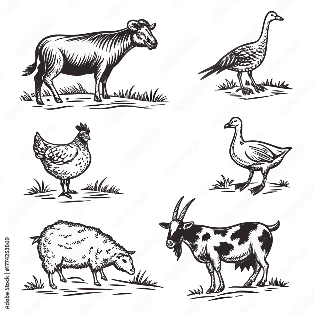 Fototapeta premium Vintage Engraving Farm Animals Set | Hand Drawn Livestock and Poultry