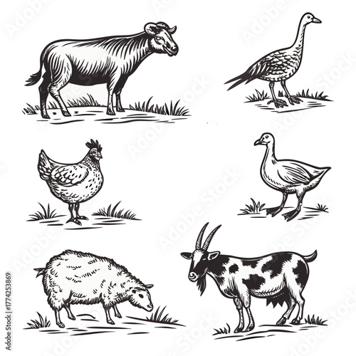 Vintage Engraving Farm Animals Set | Hand Drawn Livestock and Poultry
