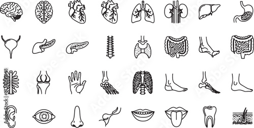 Anatomical icons human organs in linear style vector illustration set