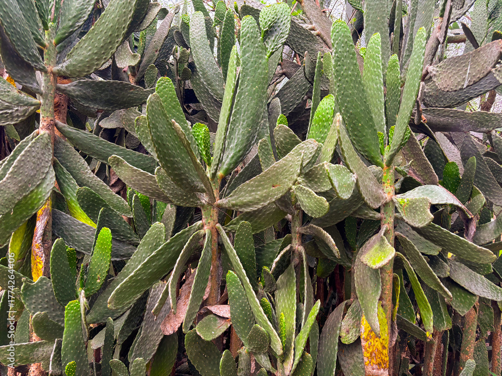 Obraz premium Lush prickly pear cactus garden thrives with vibrant green pads and textured stems