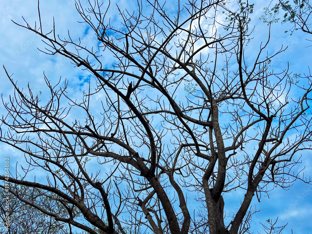 Obraz premium Bare tree branches against a vibrant blue sky with scattered clouds create striking contrast