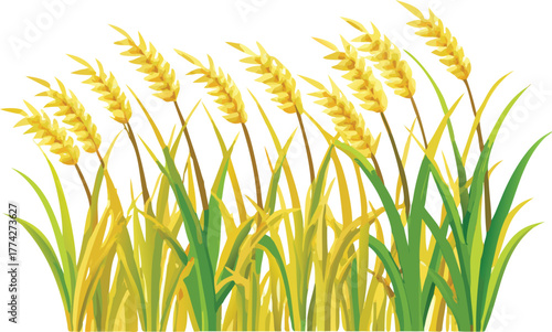 Golden wheat stalks and green grass illustration on a white background