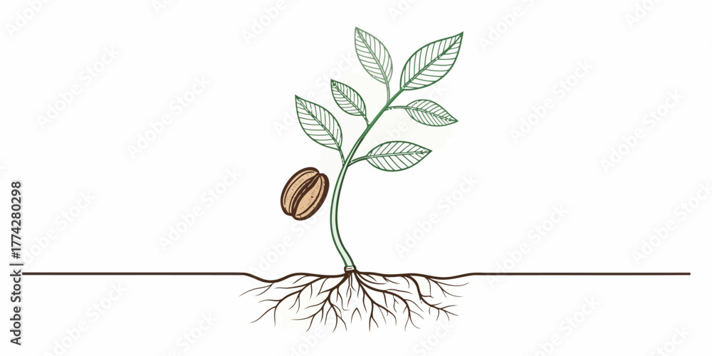 Naklejka premium Vector illustration of a coffee plant seedling with leaves, a bean, and roots in a simple line drawing