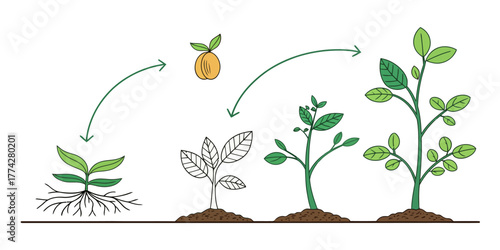 Vector illustration showing plant growth stages from seed to mature plant with leaves and roots drawn out