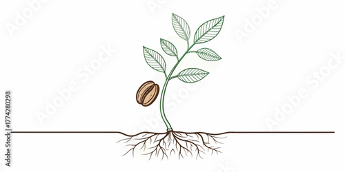 Vector illustration of a coffee plant seedling with leaves, a bean, and roots in a simple line drawing