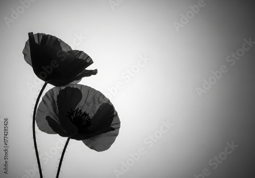 Elegant black poppies in monochrome with soft gradient background