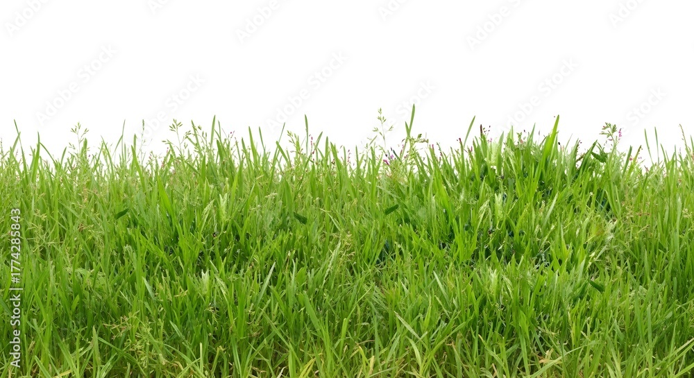 Obraz premium Fresh green grass blade isolated on white background for a vibrant spring or summer nature scene