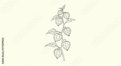A detailed botanical line art illustration of a Physalis plant stem, featuring multiple lantern-shaped fruits enclosed in their papery husks with accompanying leaves.