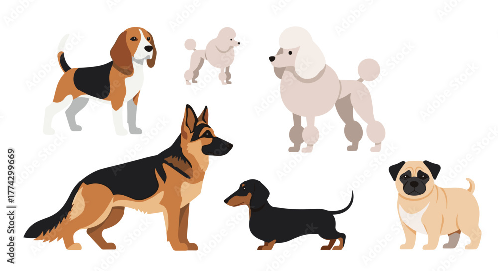 Fototapeta premium Various popular dog breeds including a beagle, poodles, a German shepherd, a dachshund, and a pug in a collection.