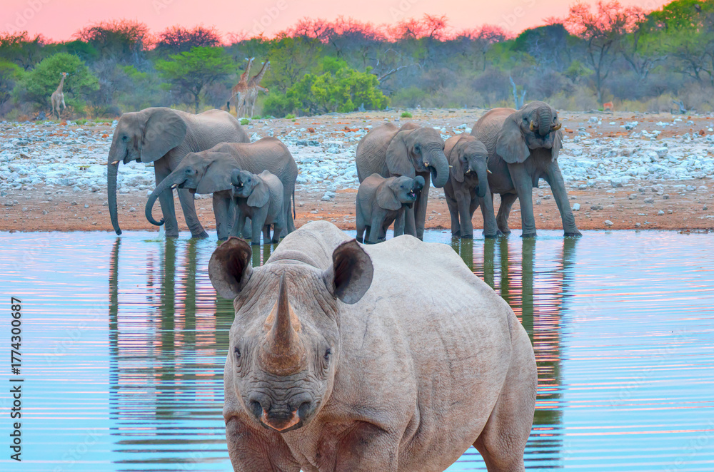 Naklejka premium Rhino drinking water from a small lake - Group of elephant family drinking water in lake at amazing sunset - Etosha National Park, Namibia, Africa 
