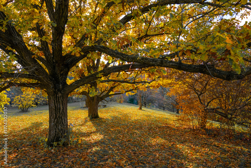 Fototapeta premium Vibrant autumn leaves on trees in a scenic landscape