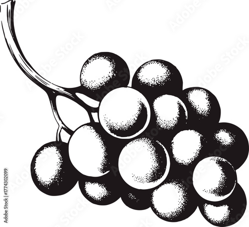 Black white bunch grapes illustration vector