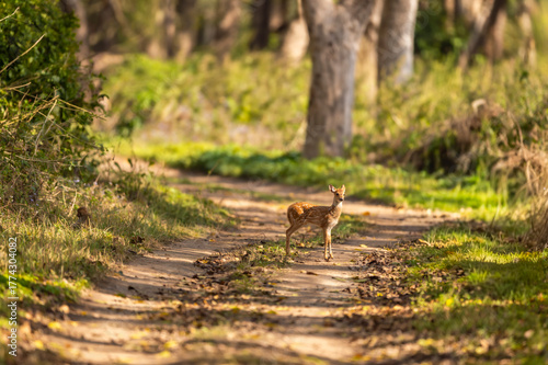 wild spotted deer or chital or axis deer fawn on forest track road block in natural scenic green background in winter season safari at jim corbett national park forest tiger reserve uttarakhand india