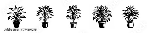 Collection of five potted houseplants decorative greenery displays botanical indoor flora variety