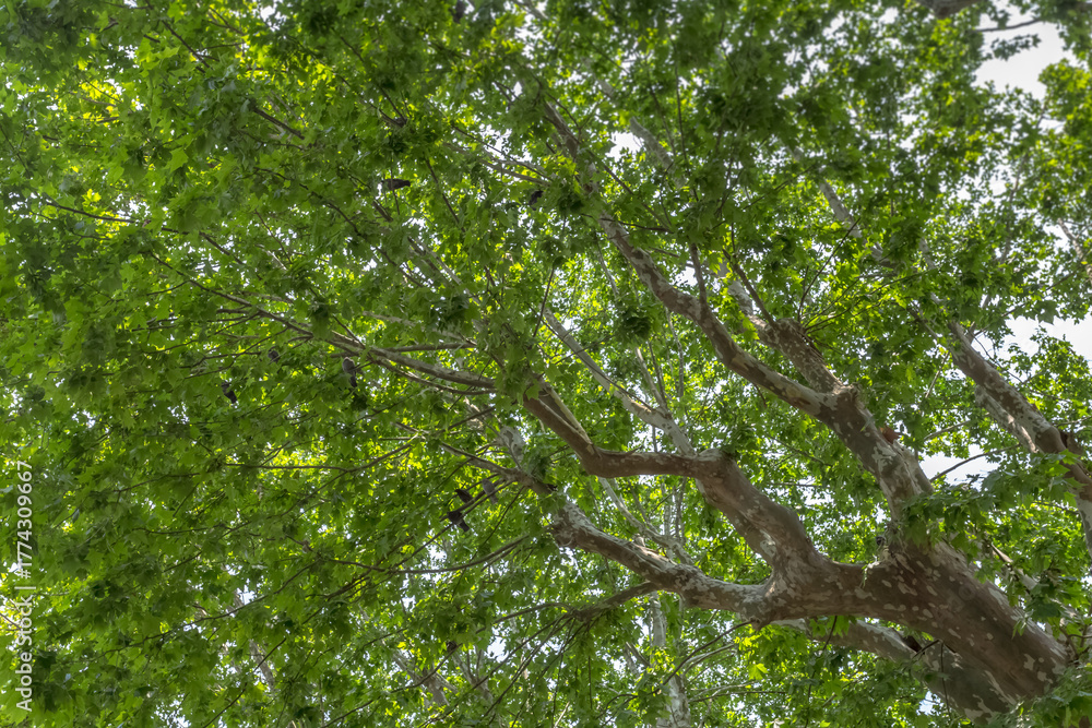 Fototapeta premium Ramure de platane