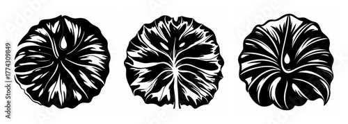 Three detailed black and white textured lotus leaves featuring central veins and petal-like folds isolated art