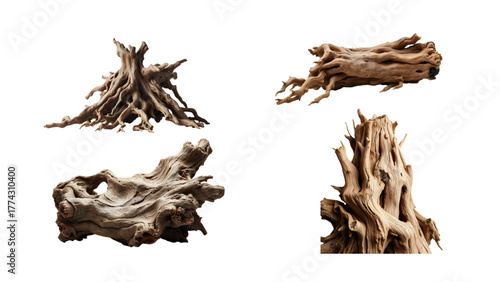 illustration of wild tree trunks and roots with high artistic value