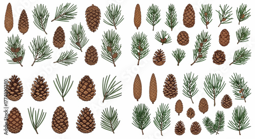Pine cones and branches collection with transparent background