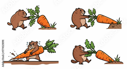 Beaver pulling carrots from garden soil