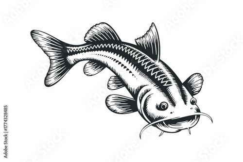 Whiskered Catfish Swims Mid-Water