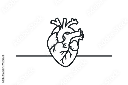Line drawing of a human heart with arteries and veins