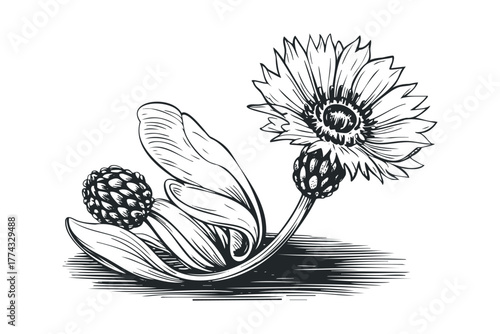 Monochromatic sketch of a flowering plant bud and bloom