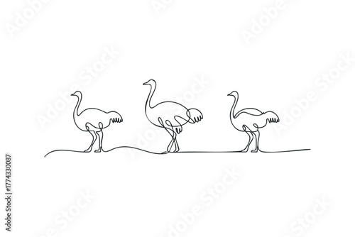 Three Ostriches Drawn with Single Continuous Line