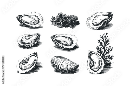 Collection of Seafood Oysters and Seaweed Illustrations