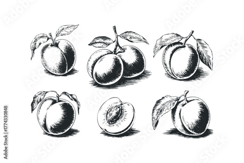 Hand Drawn Collection of Plums and One Half Plum