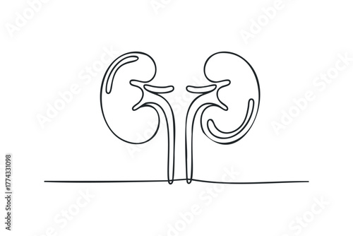 Abstract Line Art of Human Kidneys